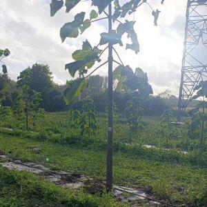 Paulownia en France - 20 October 2025