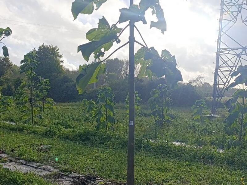 Paulownia en France