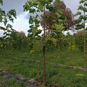 Paulownia en France - 20 October 2025
