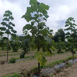 Paulownia en France - 7 September 2025