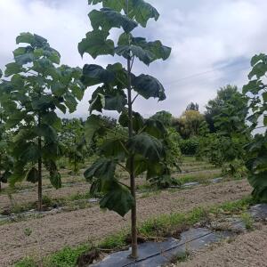 Paulownia en France - 7 September 2025