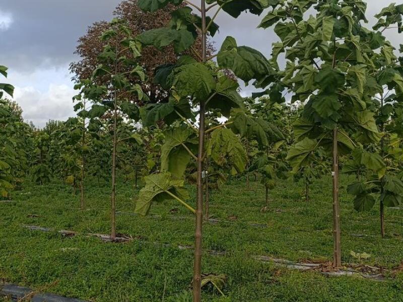 Paulownia en France