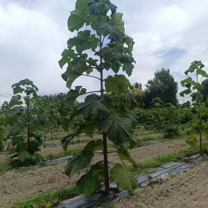 Paulownia en France - 7 September 2025
