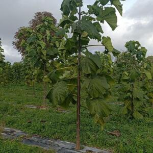 Paulownia en France - 20 October 2025