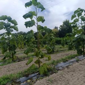 Paulownia en France - 7 September 2025