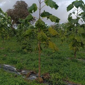 Paulownia en France - 20 October 2025