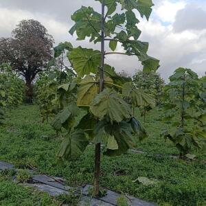 Paulownia en France - 20 October 2025