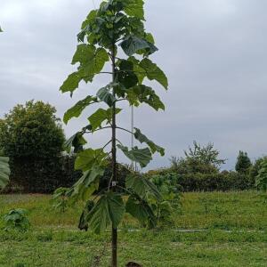 Paulownia en France - 19 October 2025