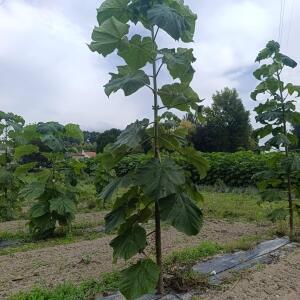 Paulownia en France - 7 September 2025