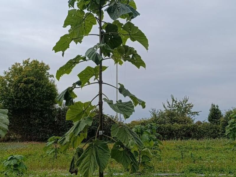 Paulownia en France