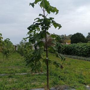 Paulownia en France - 19 October 2025