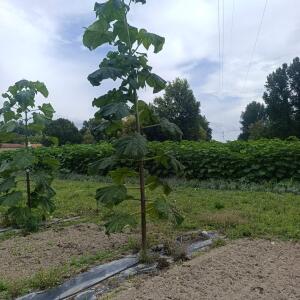 Paulownia en France - 7 September 2025