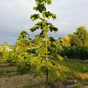 Paulownia en France - 9 September 2025