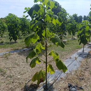 Paulownia en France - 26 August 2025