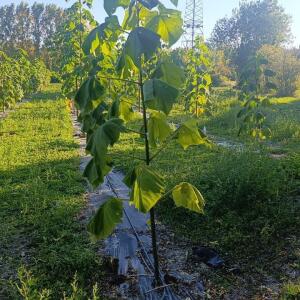 Paulownia en France - 17 October 2025