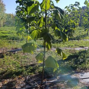 Paulownia en France - 17 October 2025