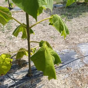 Paulownia en France - 26 August 2025