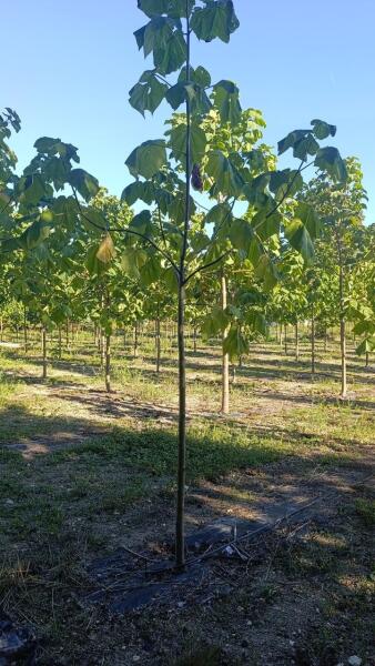 Tree #1047