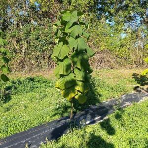 Paulownia en France - 17 October 2025