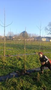 Paulownia en France - 4 January 2026