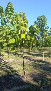 Tree #1048