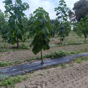 Paulownia en France - 7 September 2025