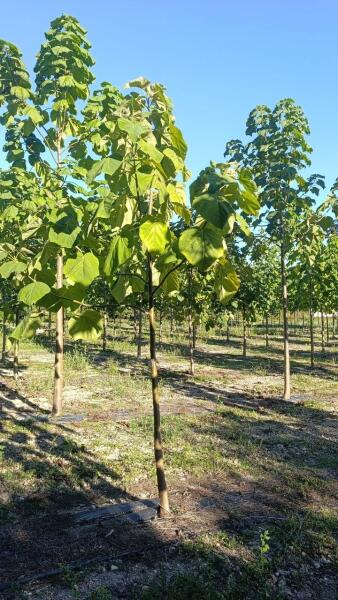 Tree #1048