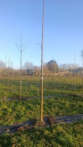 Paulownia en France - 4 January 2026