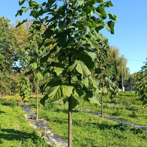Paulownia en France - 17 October 2025
