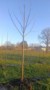 Paulownia en France - 4 January 2026