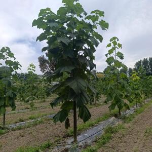 Paulownia en France - 7 September 2025