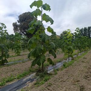 Paulownia en France - 7 September 2025