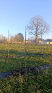 Paulownia en France - 4 January 2026