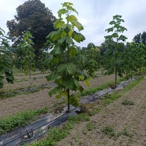 Paulownia en France - 7 September 2025