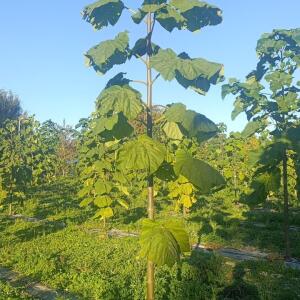 Paulownia en France - 17 October 2025