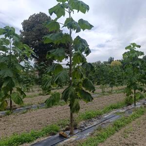 Paulownia en France - 7 September 2025