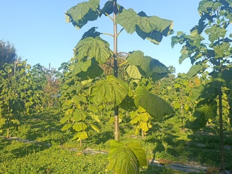 Paulownia en France