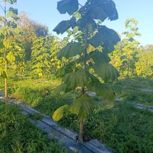 Paulownia en France - 17 October 2025
