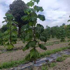 Paulownia en France - 7 September 2025