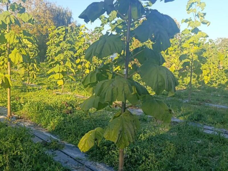 Paulownia en France