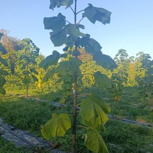 Paulownia en France - 17 October 2025