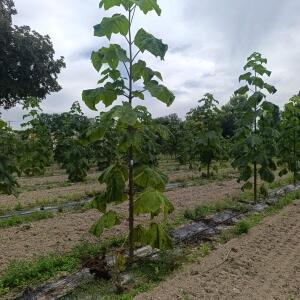 Paulownia en France - 7 September 2025