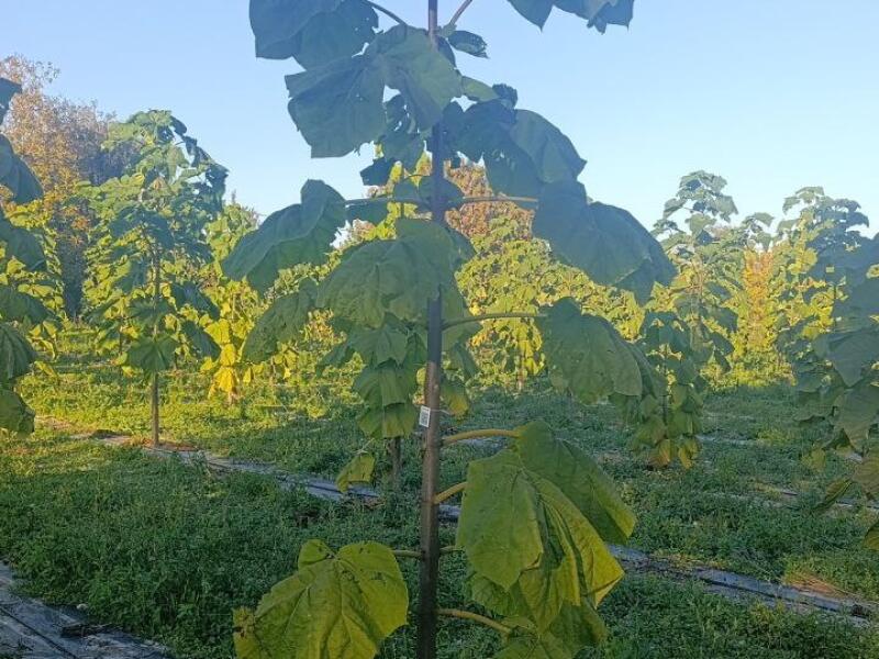 Paulownia en France