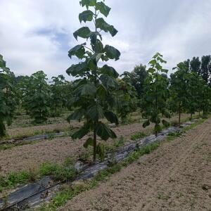 Paulownia en France - 7 September 2025