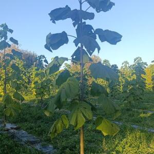 Paulownia en France - 17 October 2025