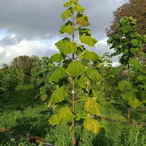Paulownia en France - 20 October 2025