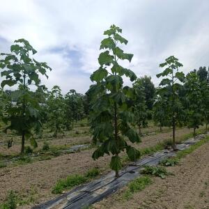 Paulownia en France - 7 September 2025