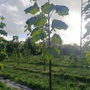 Paulownia en France - 20 October 2025