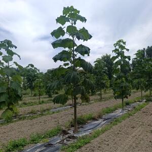 Paulownia en France - 7 September 2025
