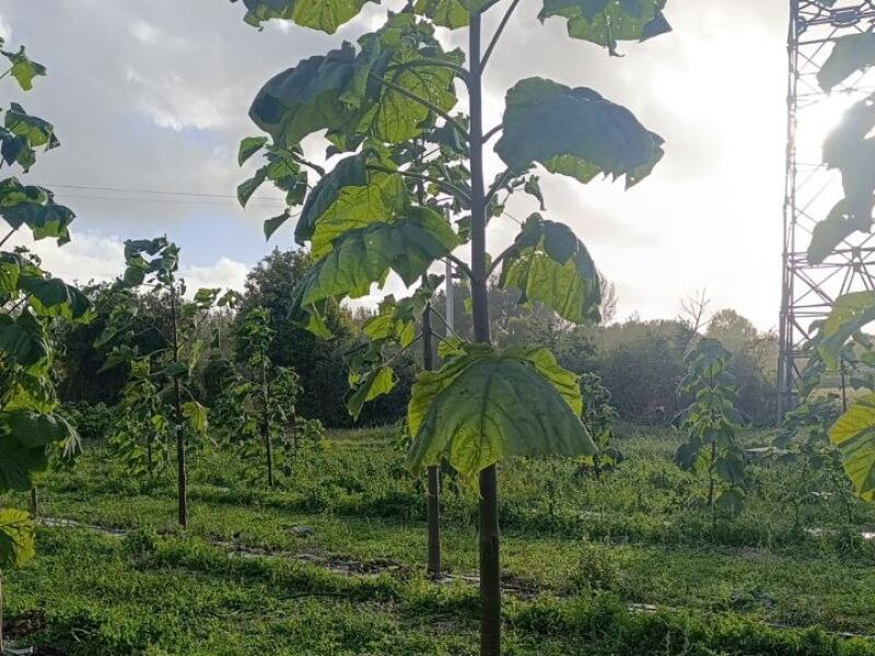 Paulownia en France